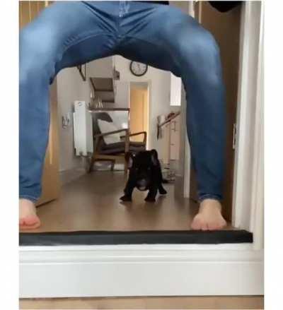 You can see the moment pup thinks 