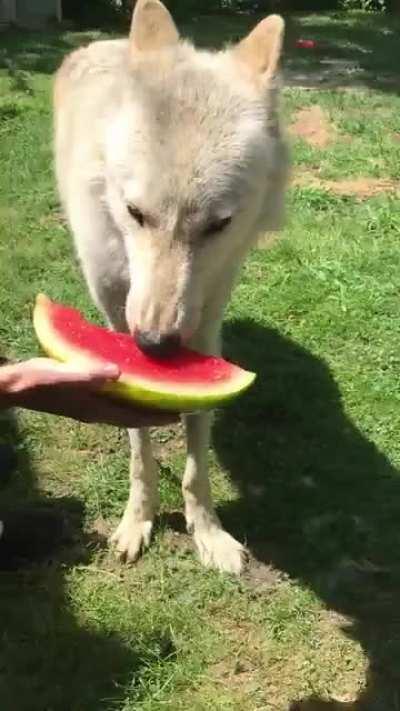 My buddy loves watermelon. His Instagram: @go_timber