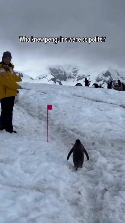 Acuérdense que al caminar en la península Antártida hay que hacerlo por la derecha del sendero, para que los pingüinos puedan pasar por el lado. 