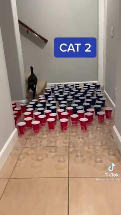 Cats vs cups