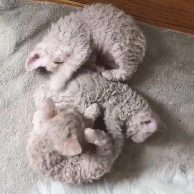 Curly kittens
