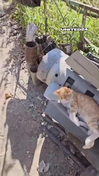 A fluffy companion is always ready to provide support!