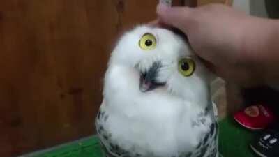 Happy Owl