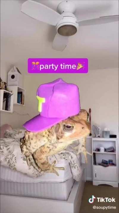 dirrty hairball is a Tik Tok song now apparently