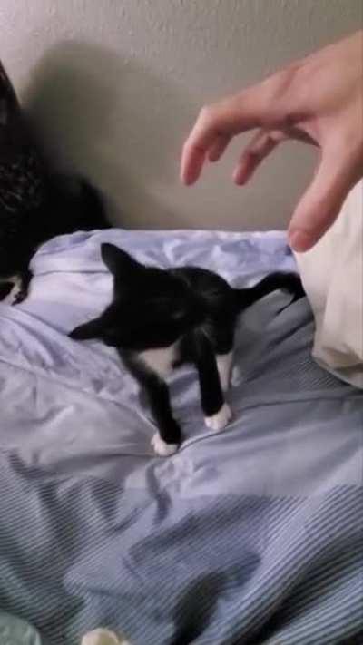 Mr. Meowgi absolutely demolishes those who threaten his safety. Warning: gRaPhIc