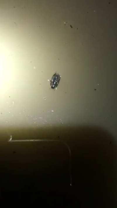 Beetle that walks upside down under the surface of water filmed by John Gould