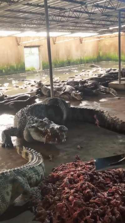 of this Crocodile, a real river monster