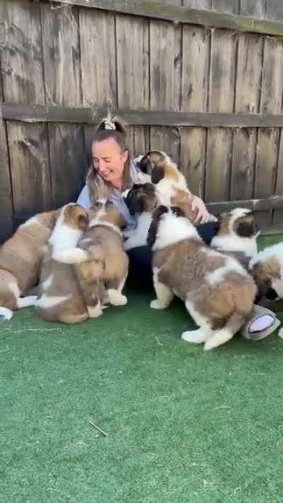 German shepherd momma lets hooman play with puppy litter