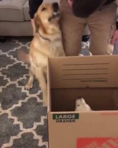 Meeting the new addition