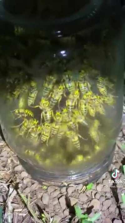 Thanks, I hate yellow jackets