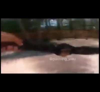 Top 5 monos mas epicos de la historia