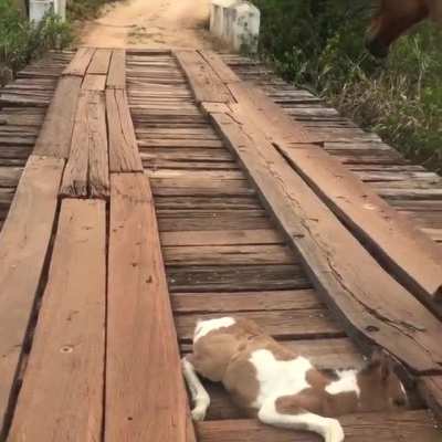 This baby horse was stuck on a bridge until a guy come along and refused to leave him there