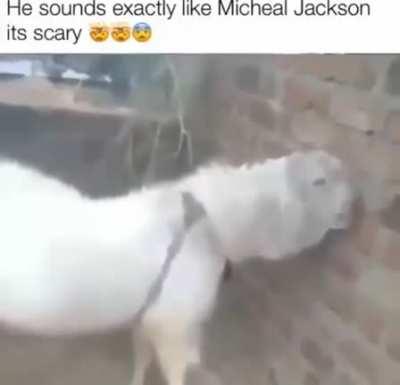 كيف يمكن هذا اللعنة