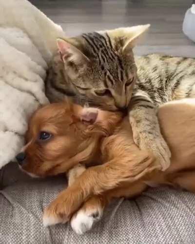 Dog and Cat playing together