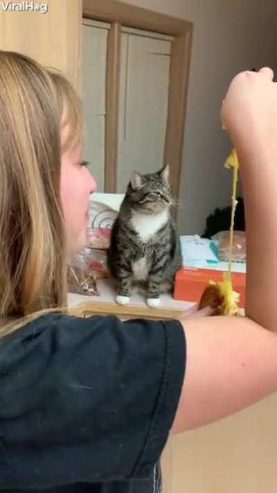 Cat Fascinated by Grilled Cheese Sandwich!