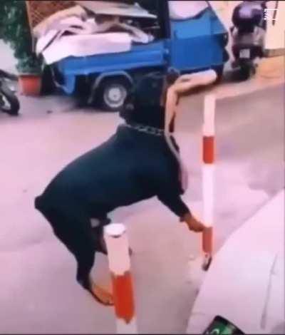 Man provokes a Rottweiler and wins his funeral