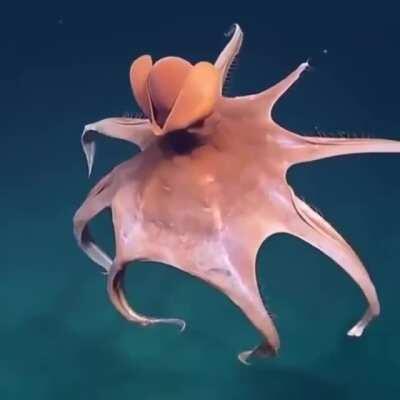 🔥 Octopus Stretches Out Its Arms To Form A Ball 🔥