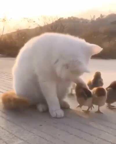 Watching over the brood and keeping them in line!
