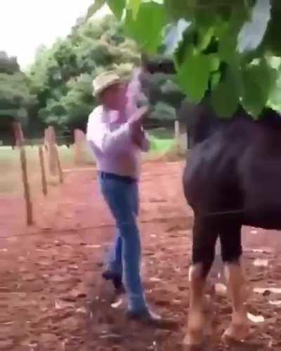 sometimes a horse turns into a dog