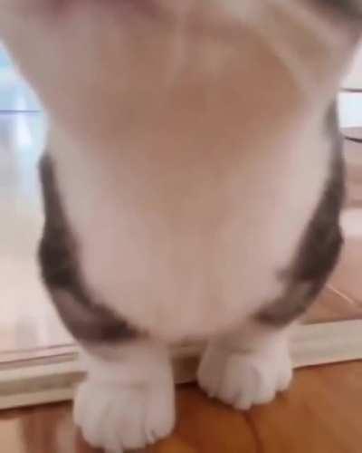 Cat Walk Version 2.O