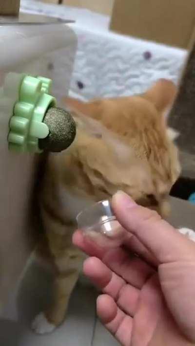 Leave me be human! (Catnip Craze)