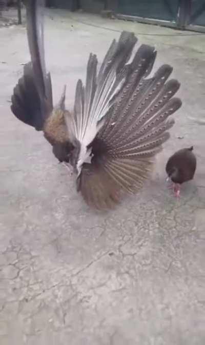 pOOR GirL GEts SExualLy HaRASsEd by pERverT WhILE juSt TryinG to gO abOuT hEr bUsinESS