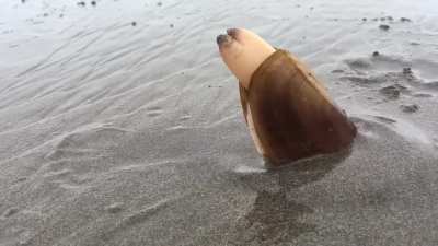 Clam digging into sand