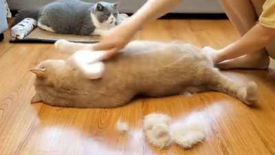 Brushing for my chonk, Tobby