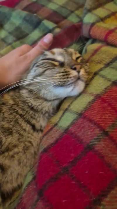 Miso loves it when I gently pull her ears back ☺️