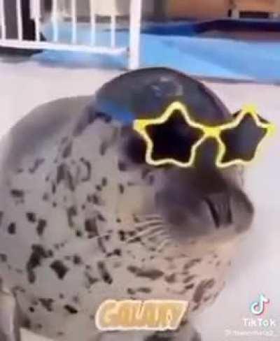 seal