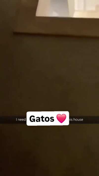 gatos