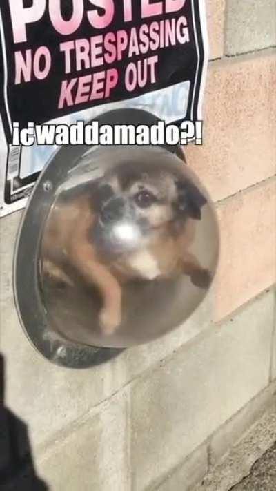 The poster above his head makes it even better