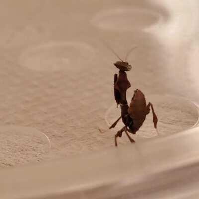 Ghost mantis nymph being adorable