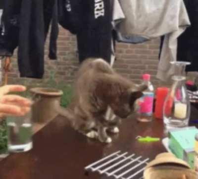 How easy it is to get blacklisted by a kitty