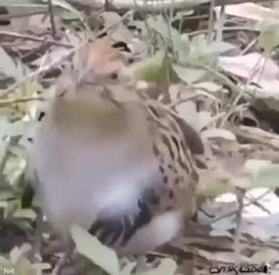 Am Slowly vibing With the bird.