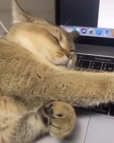 Shhhh.... I’m trying to sleeeep