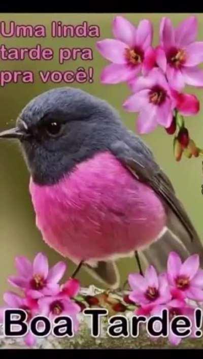 Boa tarde só pra quem não joga Almôndegas👍👍