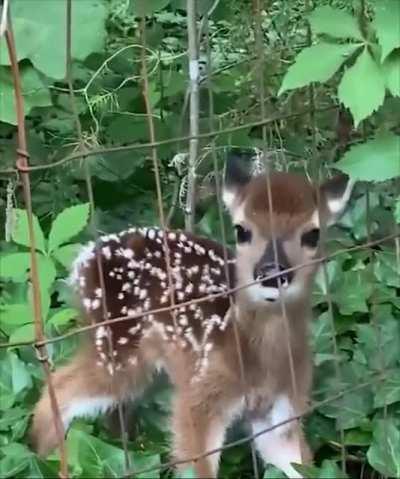Bambi