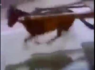 Безумный Рашид, ишак ярости.