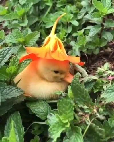 SMaSheD BaBy dUcK aLoRaNGe sERvEd oN a bED oF MinT