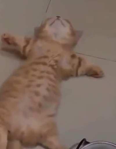 Kitten napping on the floor?