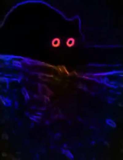 That doesn't look normal...