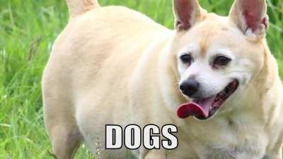 A Metal song about Absolute Units.