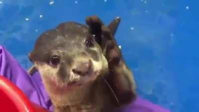 Otter teaches human how to give pets