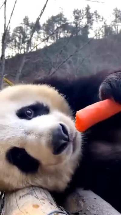 Just a Panda Eating a Carrot!