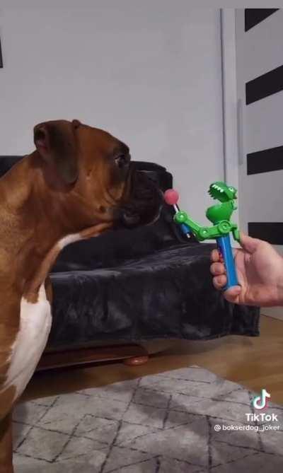 Boxer dog confused by sorcery