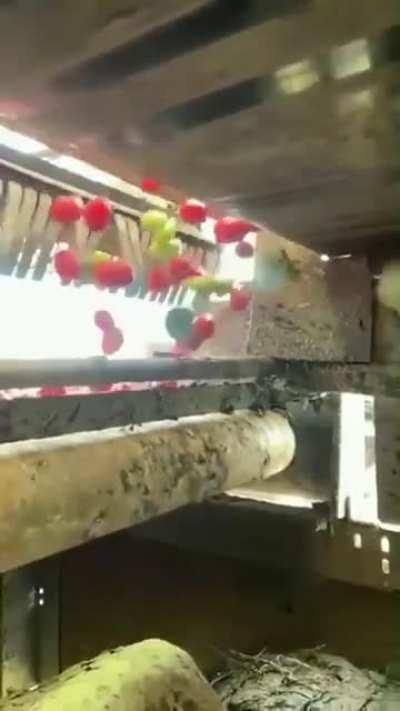 You shall not pass 🍅🍅