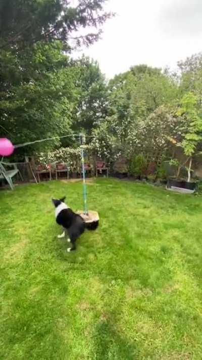 Border Collies enjoying a game of tetherball