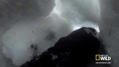 This wolverine has been trained to rescue avalanche survivors