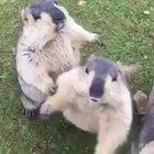 Alan Alan Alan Alan...